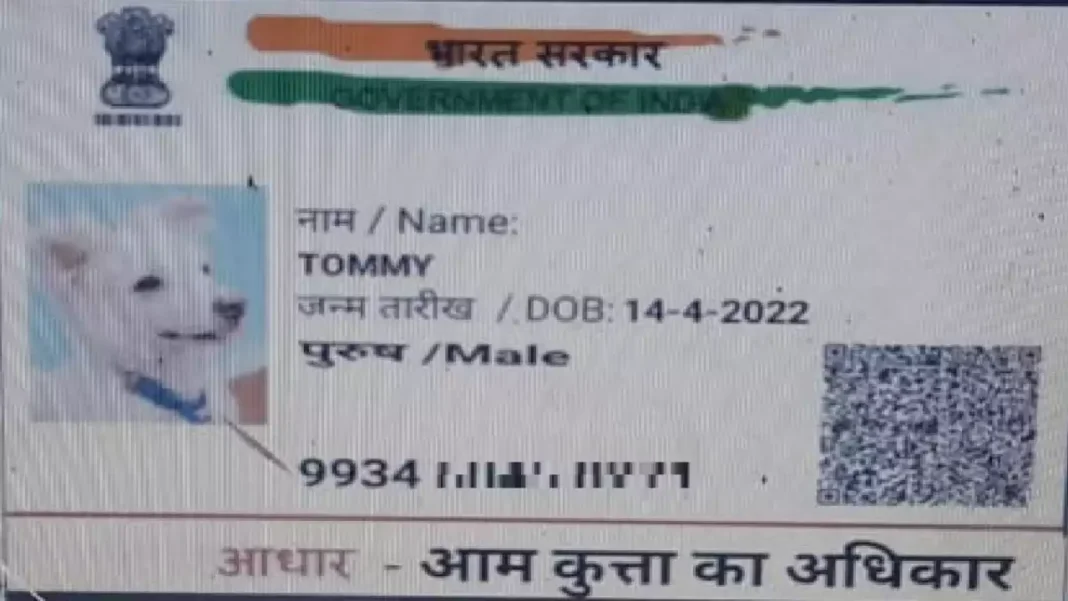 DOG CAST CEDRTIFICATE