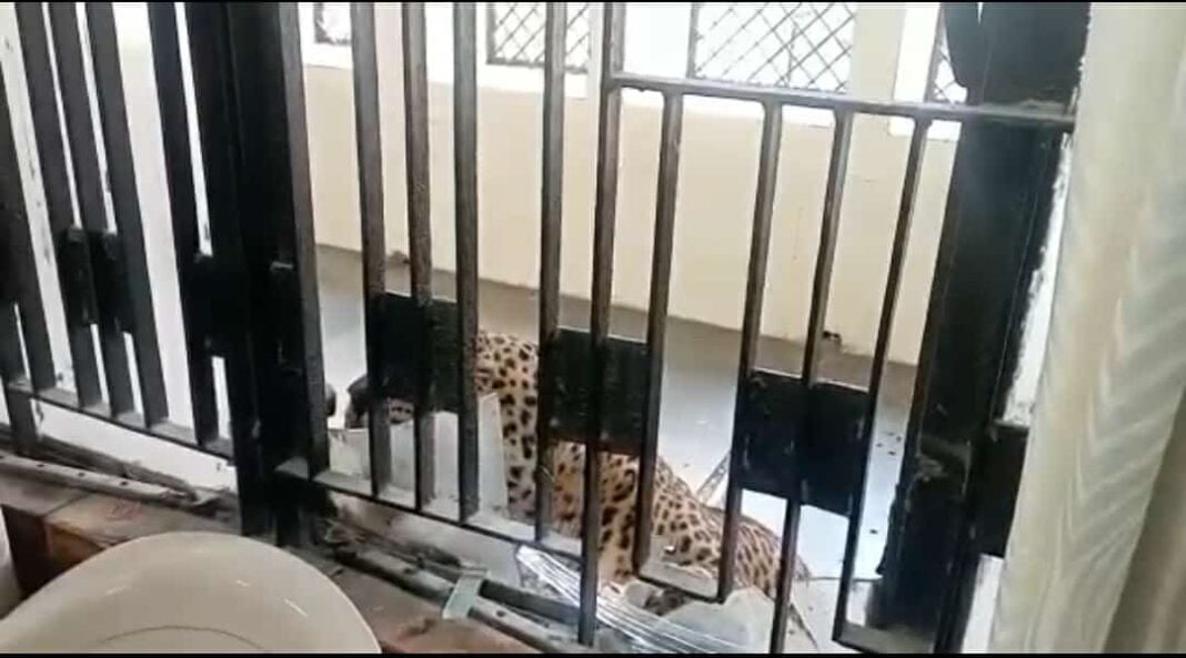 LEOPARD IN COURT ROOM