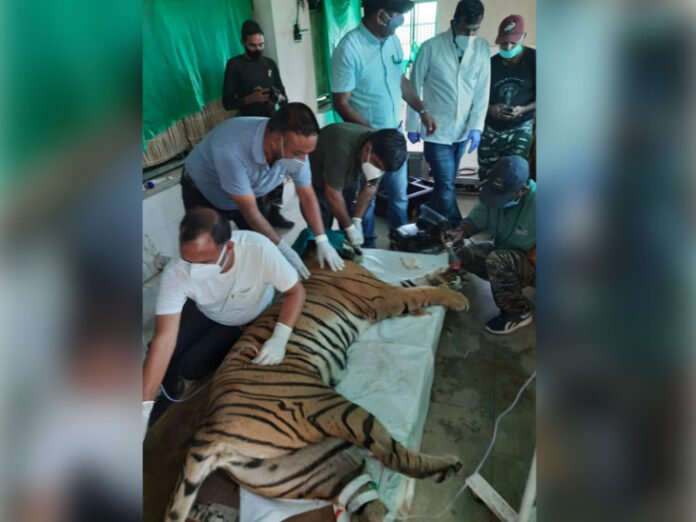 TIGER DIED KOTA MUKUNDRA TIGERSS DIED
