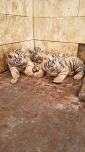 WHITE TIGER IN BHILAI ZOO