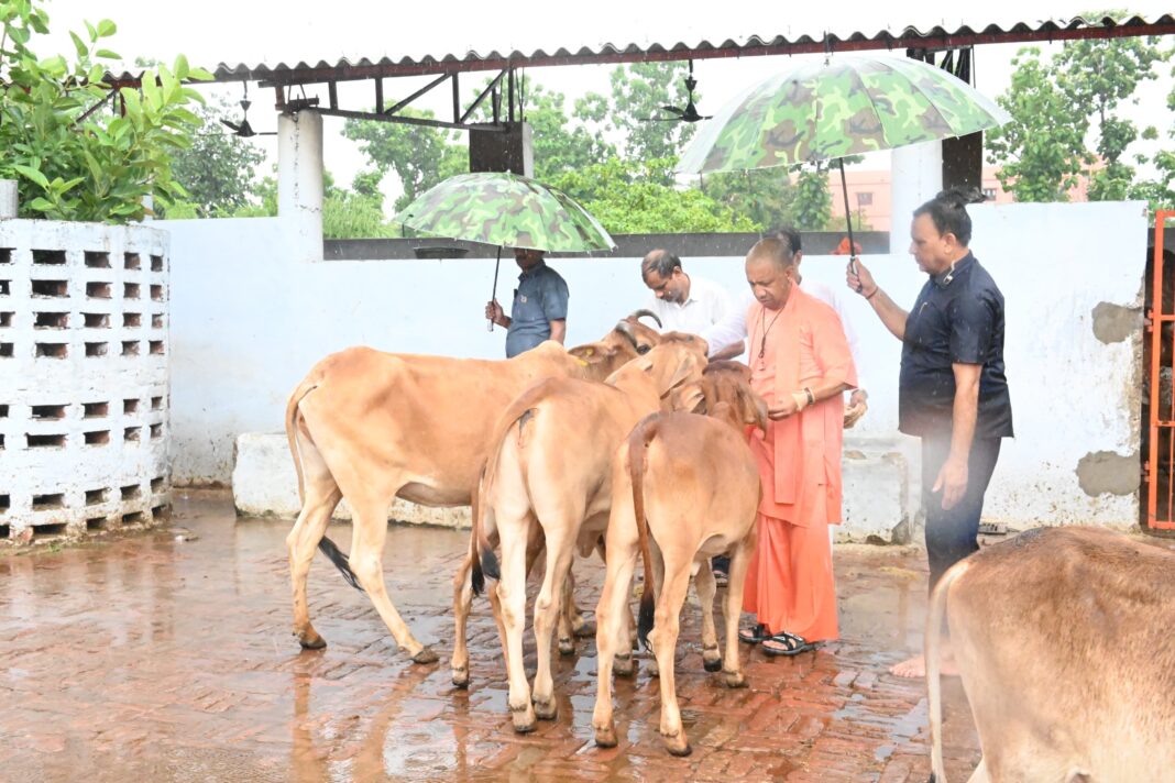 Cm Yogi cow service