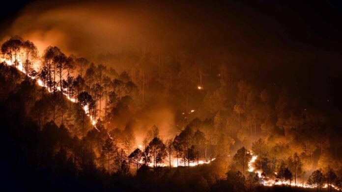 Binsar wildlife sanctuary fire Binsar wildlife sanctuary fire