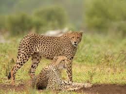 Kuno National Park Cheeta
