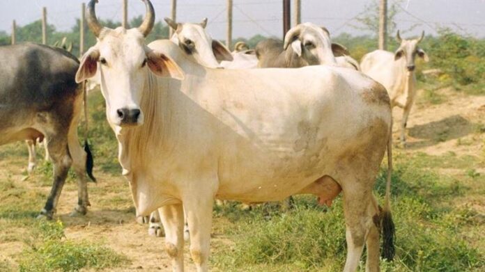 cow2-1.jpg
