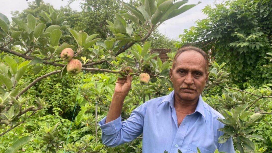 Apple Farming Jharkhand