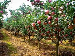 Apple Farming Jharkhand