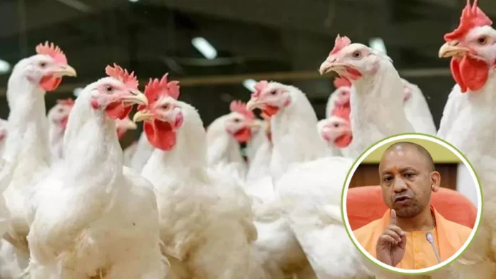 UP Bird flu
