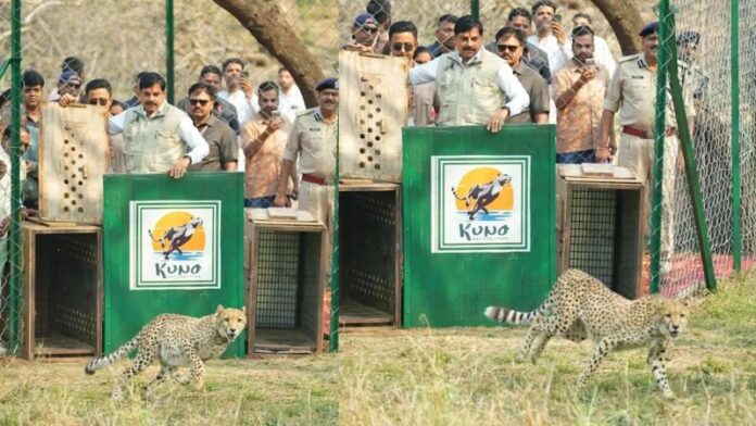 female-cheetah-release-in-kuno-f.jpg