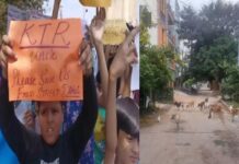 बैनर-पोस्टर लेकर सड़कों पर उतरे बच्चे, आवारा कुत्तों पर कार्रवाई की मांग