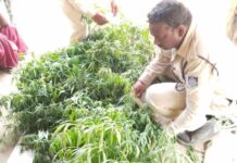 ललपुर आश्रम में गांजे की खेती का खुलासा, स्वामी शिवेन्द्रानंद पर गंभीर आरोप