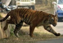 भोपाल में बाघ से आमना-सामना, महिला की सूझबूझ से बची दंपती की जान