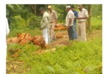 कई बीघा खैर का जंगल साफ, वन माफियाओं पर गंभीर आरोप