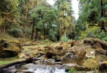 जंगलों के झरनों और गाड़-गदेरों का रिकॉर्ड तैयार, पानी की स्थिति भी सामने आई