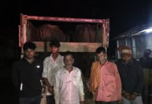 मवेशियों की तस्करी का खुलासा, पुलिस ने पिकअप समेत 12.30 लाख का सामान किया जब्त Gorela Cattle Smuggling
